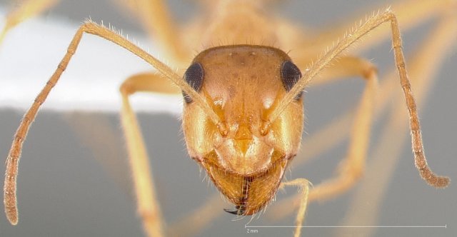 http://www.antweb.org/description.do?genus=myrmecocystus&name=testaceus&rank=species