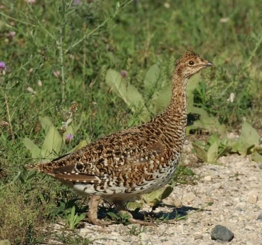 http://animaldiversity.ummz.umich.edu/site/resources/phil_myers/ADW_birds_3_4_03/sharptail9128.jpg/medium.jpg