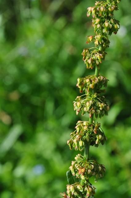 http://www.biopix.com/broad-leaved-dock-rumex-obtusifolius_photo-100483.aspx