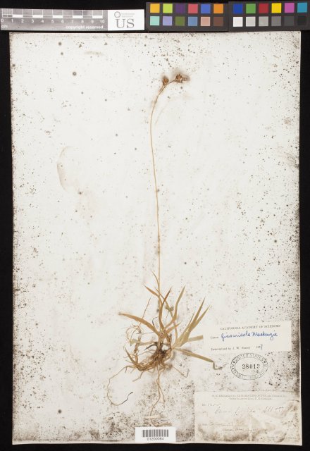http://collections.mnh.si.edu/search/botany/?irn=11059245