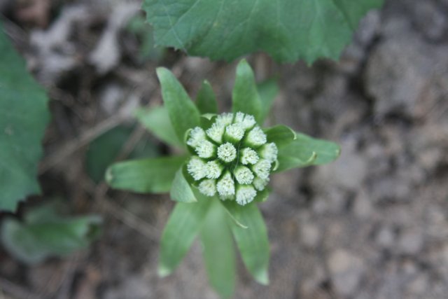 http://commons.wikimedia.org/wiki/File:Petasites_japonicus_4.JPG