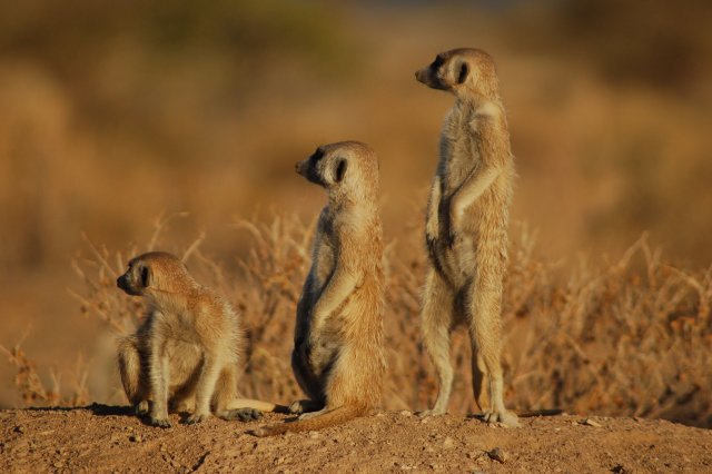 http://commons.wikimedia.org/wiki/File:Suricates,_Namibia.jpg