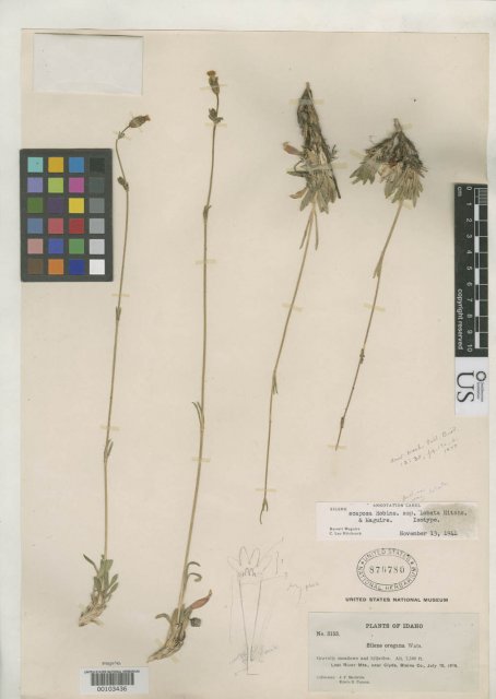 http://collections.mnh.si.edu/search/botany/?irn=2154547