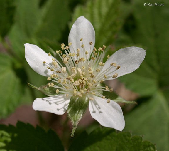 California Blackberry (Rubus ursinus) | Idaho Fish and Game