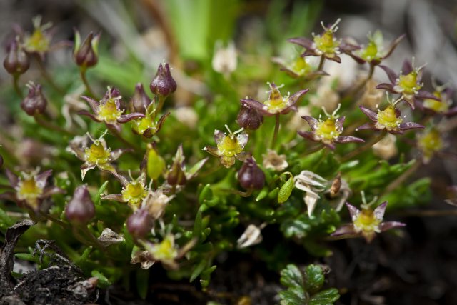 http://commons.wikimedia.org/wiki/File:Minuartia_elegans.jpg