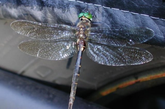 http://animaldiversity.ummz.umich.edu/site/resources/phil_myers/odonata/Corduliidae/dragonfly5.jpg/medium.jpg