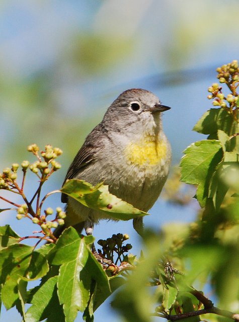 Virginia's Warbler (Oreothlypis virginiae) | Idaho Fish and Game