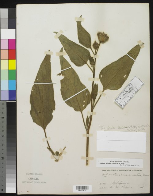 http://collections.mnh.si.edu/search/botany/?irn=10184951