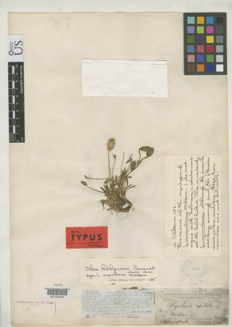 http://collections.mnh.si.edu/search/botany/?irn=2156584