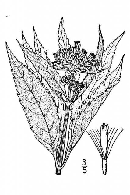 http://plants.usda.gov/java/largeImage?imageID=eubr4_001_avd.tif