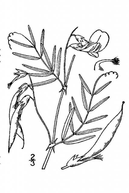 http://plants.usda.gov/java/largeImage?imageID=visp2_001_avd.tif