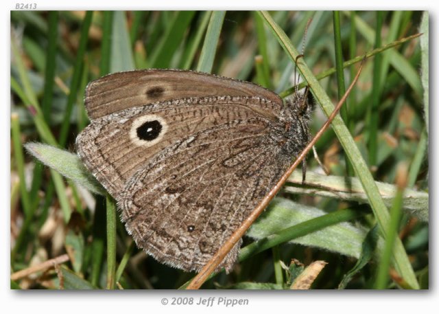 http://butterfliesofamerica.com/images/Nymphalidae/Satyrinae/cercyonis_o_oetus/Cercyonis_o_oetus_Sonora_Pass_CA_12-VII-07_5.jpg