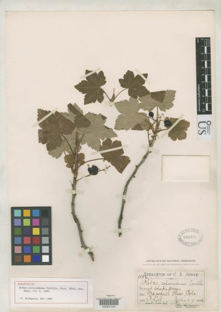 http://collections.mnh.si.edu/search/botany/?irn=2126622