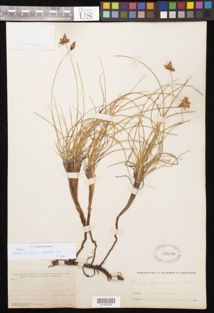 http://collections.mnh.si.edu/search/botany/?irn=11047721