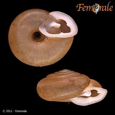 http://www.femorale.com/shellphotos/detail.asp?species=Triodopsis%20tridentata%20(Say,%201816)
