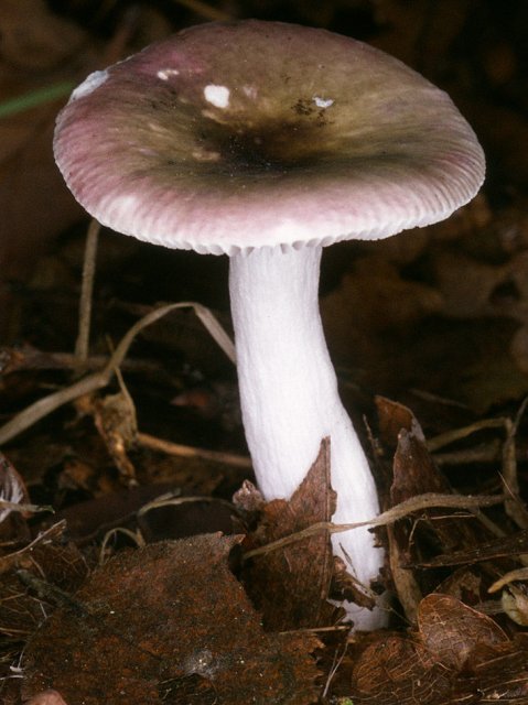 http://www.bioimages.org.uk/html/p5/p55639.php