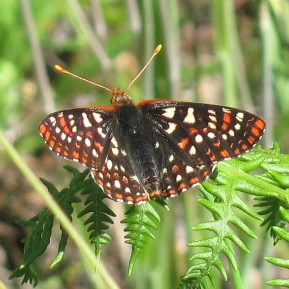 http://www.inaturalist.org/photos/962545