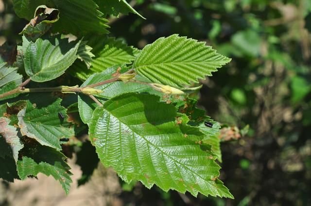 http://www.biopix.com/grey-alder-alnus-incana_photo-102618.aspx