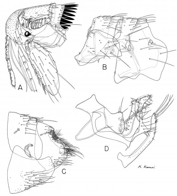 http://collections.mnh.si.edu/search/ento/?irn=9313591