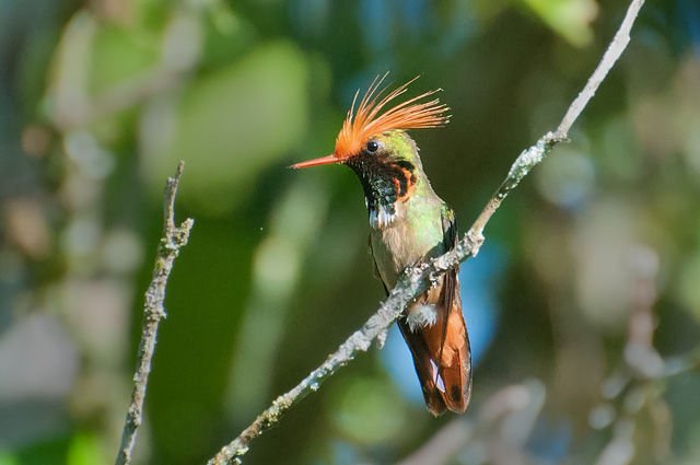 Lophornis