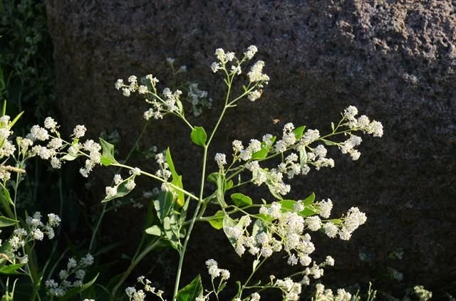 http://www.biopix.com/dittander-lepidium-latifolium_photo-106615.aspx