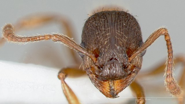 http://www.antweb.org/description.do?genus=myrmica&name=discontinua&rank=species