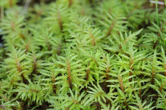 http://www.biopix.com/stair-step-moss-hylocomium-splendens_photo-62851.aspx