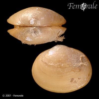 http://www.femorale.com/shellphotos/detail.asp?species=Sphaerium%20patella%20(Gould,%201850)