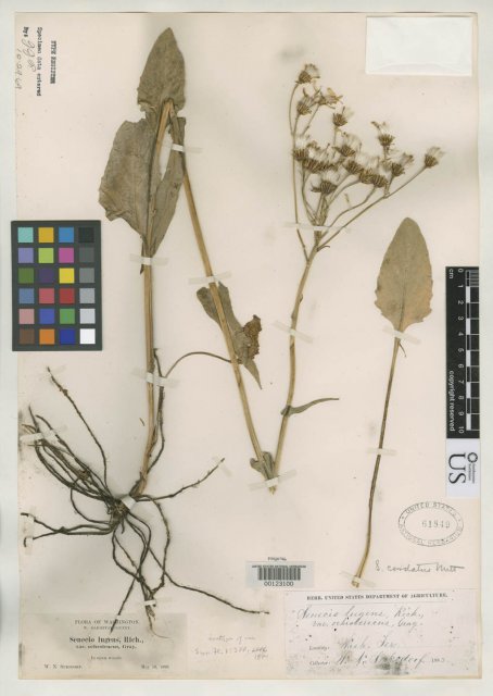 http://collections.mnh.si.edu/search/botany/?irn=2129030