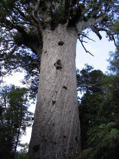 http://commons.wikimedia.org/wiki/File:Tane_mahuta.JPG