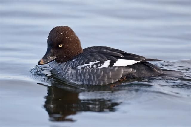 http://www.biopix.com/common-goldeneye-bucephala-clangula_photo-98162.aspx