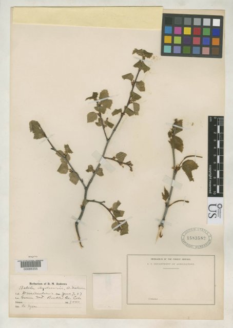 http://collections.mnh.si.edu/search/botany/?irn=2123006