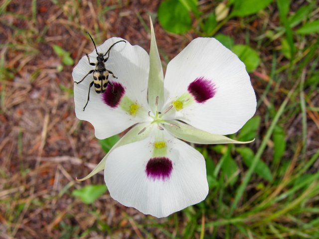 http://commons.wikimedia.org/wiki/File:Calochortus_eurycarpus_-_Flickr_003.jpg