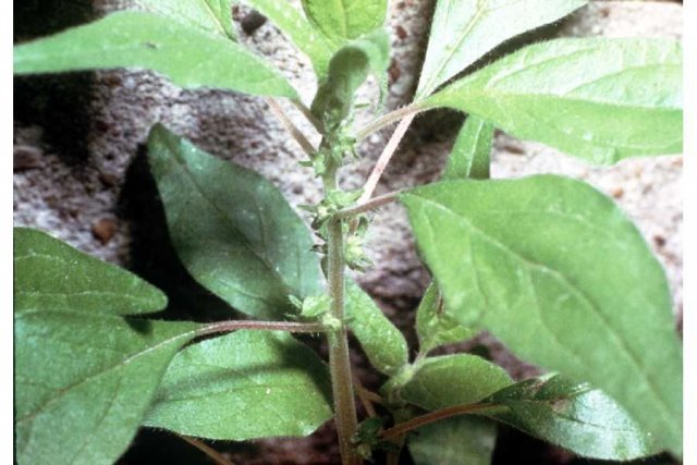 http://plants.usda.gov/gallery/large/pape5_002_lhp.jpg