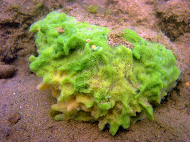 http://commons.wikimedia.org/wiki/File:Spongilla_lacustris.jpg