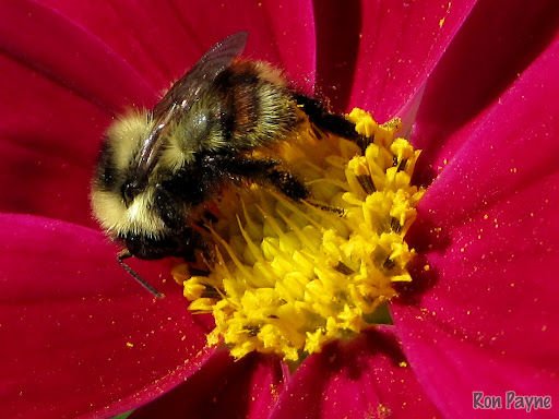 Photos of Bumble Bees (Genus Bombus) · iNaturalist