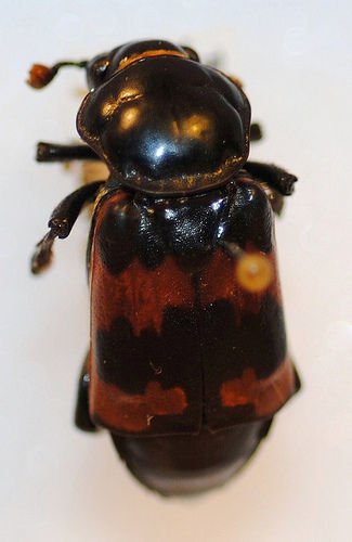 http://www.flickr.com/photos/nhm_beetle_id/4995877218/