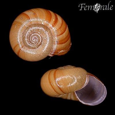 http://www.femorale.com/shellphotos/detail.asp?species=Strangesta%20franklandiensis%20(Forbes,%201851)