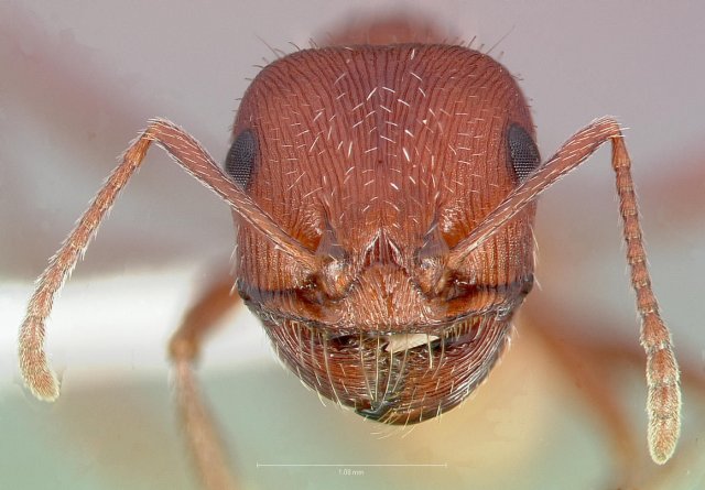 http://www.antweb.org/description.do?genus=pogonomyrmex&name=salinus&rank=species