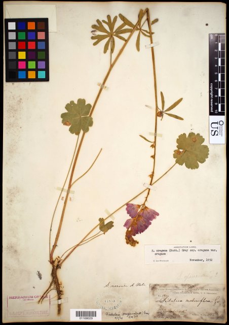 http://collections.mnh.si.edu/search/botany/?irn=10836320