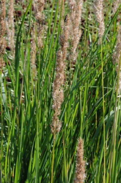 http://www.biopix.com/narrow-small-reed-calamagrostis-stricta_photo-60344.aspx