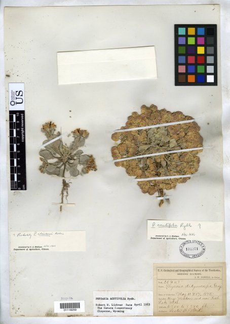 http://collections.mnh.si.edu/search/botany/?irn=10384577