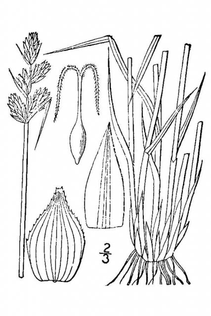 http://plants.usda.gov/java/largeImage?imageID=caad2_001_avd.tif