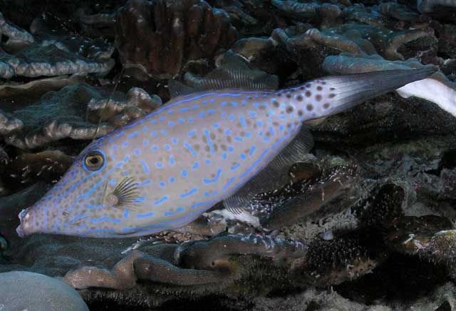 http://biogeodb.stri.si.edu/caribbean/en/thefishes/species/2411