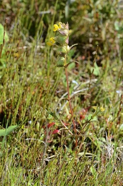 http://www.biopix.com/yellow-rattle-rhinanthus-minor-ssp-minor_photo-105579.aspx