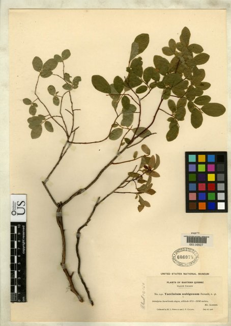 http://collections.mnh.si.edu/search/botany/?irn=2099000
