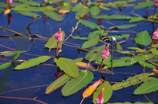 http://www.biopix.com/amphibious-bistort-persicaria-amphibia_photo-101290.aspx