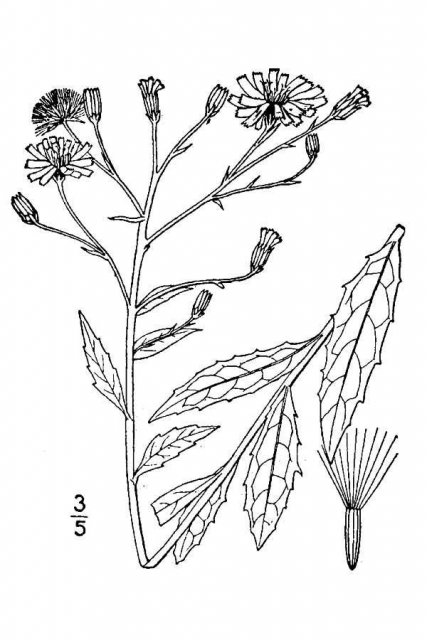 http://plants.usda.gov/java/largeImage?imageID=hica3_001_avd.tif