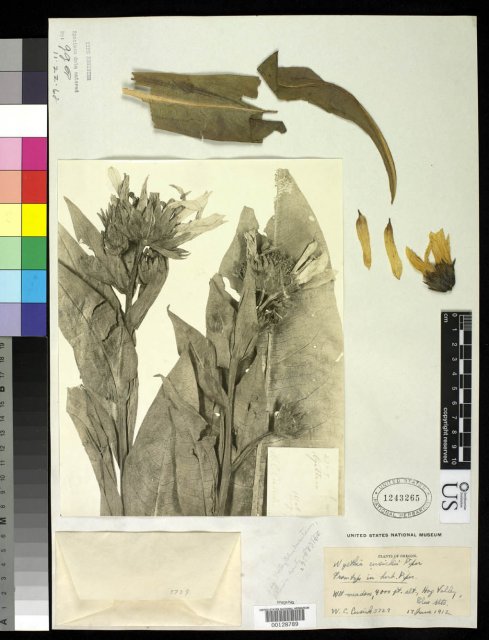 http://collections.mnh.si.edu/search/botany/?irn=2136270
