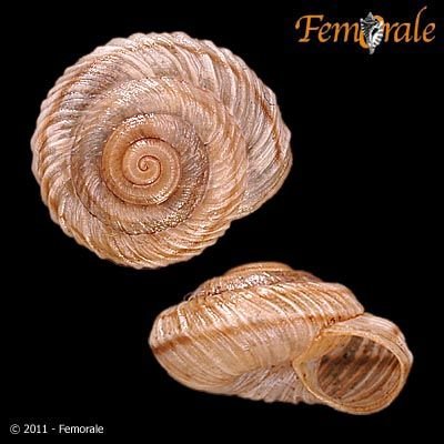 http://www.femorale.com/shellphotos/detail.asp?species=Oreohelix%20waltoni%20Solem,%201975